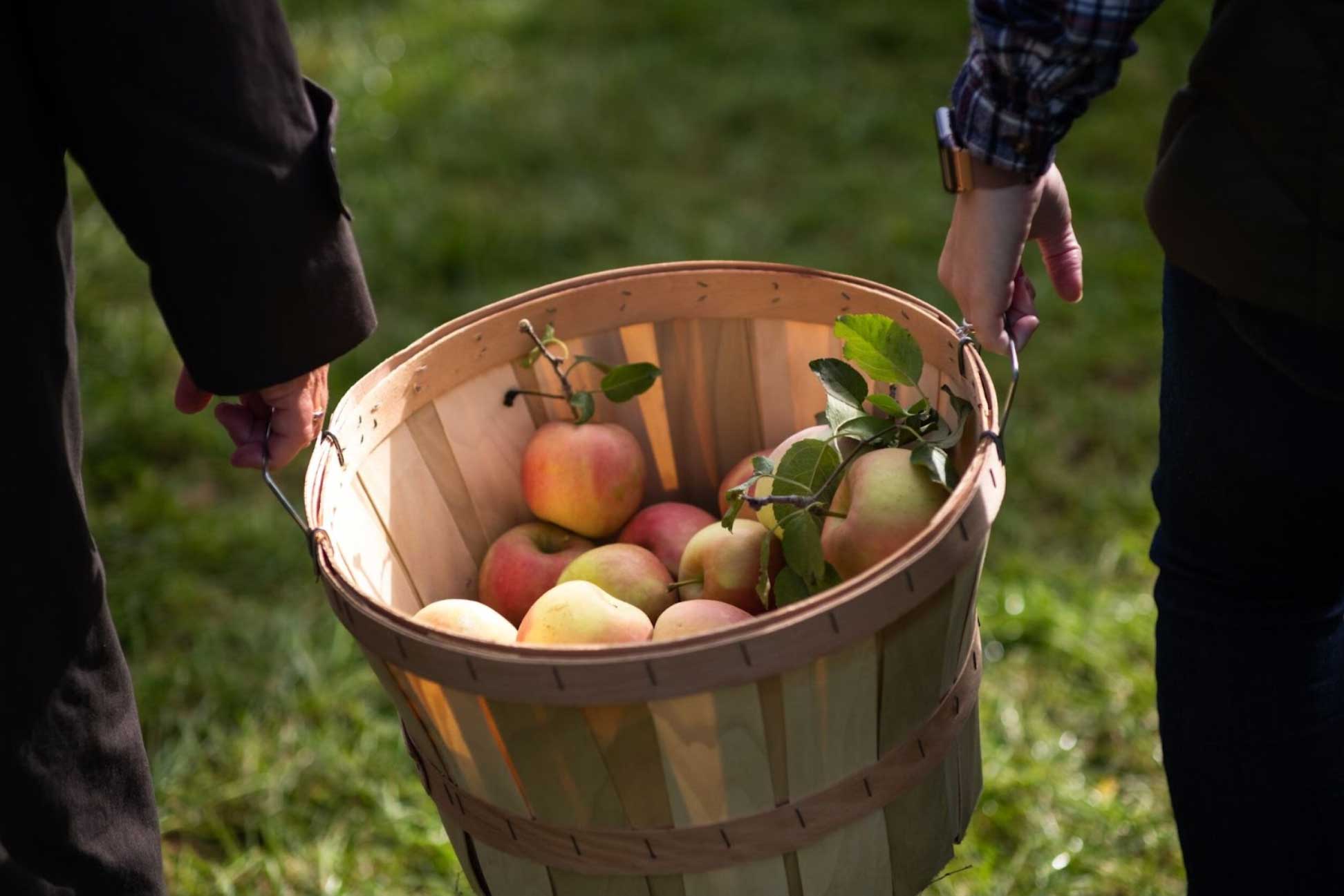 Apple Orchards